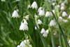 leucojum aestivum-2